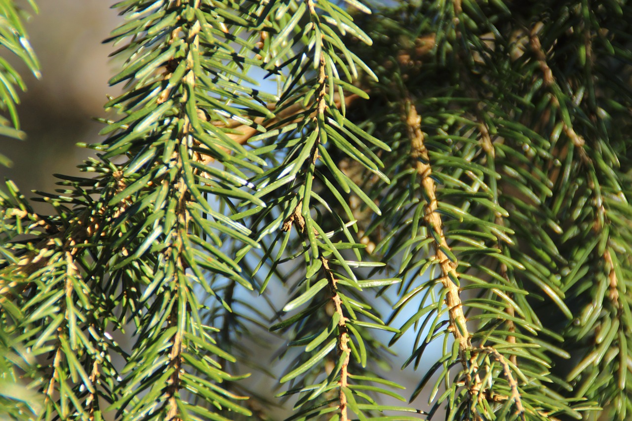 pine needles fir needles free photo