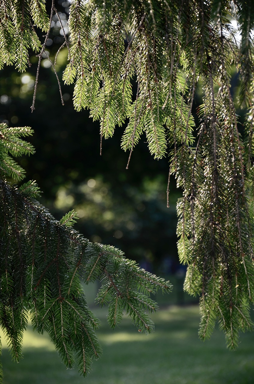 pine needles summer tree free photo