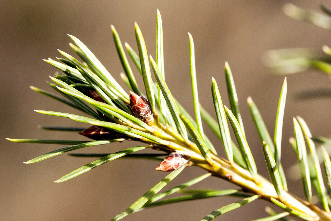 pine needles spring frühlingsanfang free photo