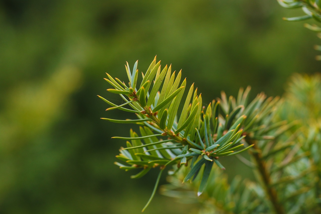 pine needles green nature free photo