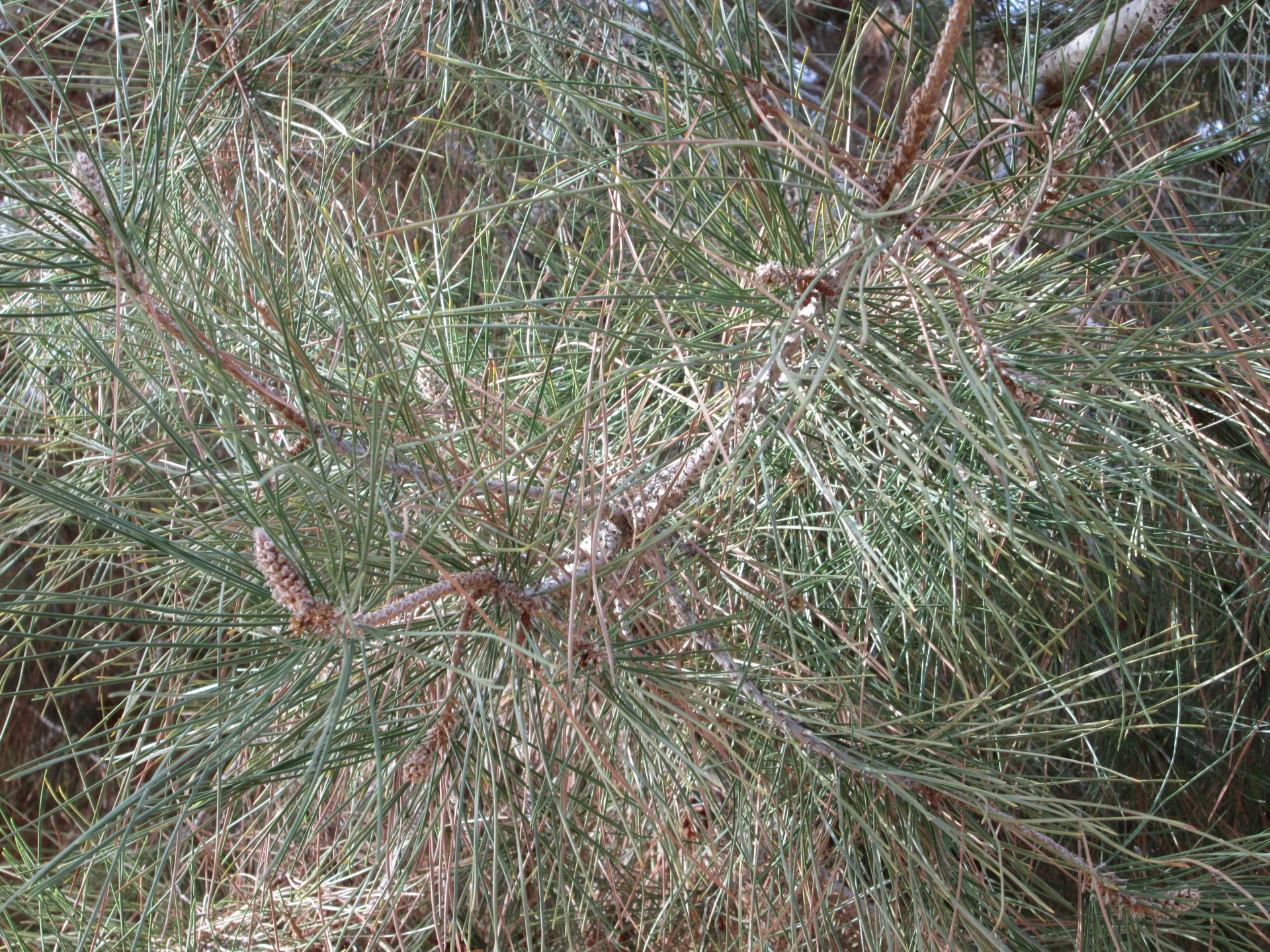 pine needles tree nature free photo