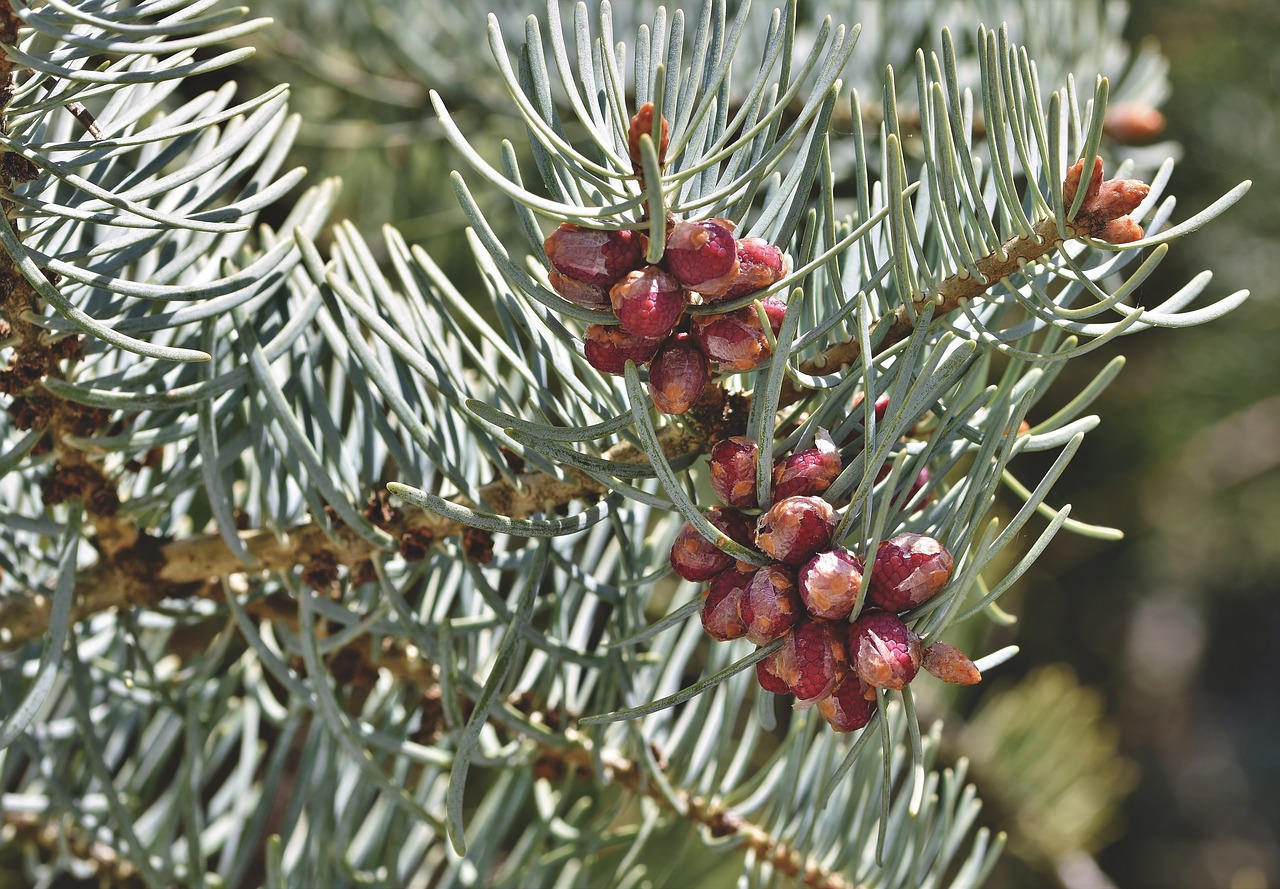 pine needles  pine cones  needles free photo