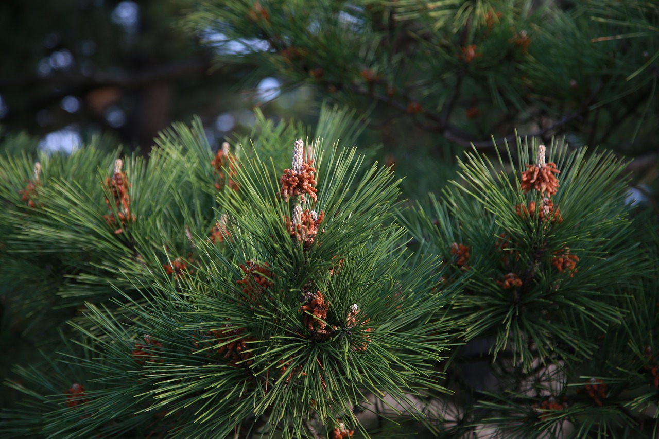 pine needles  wood  nature free photo