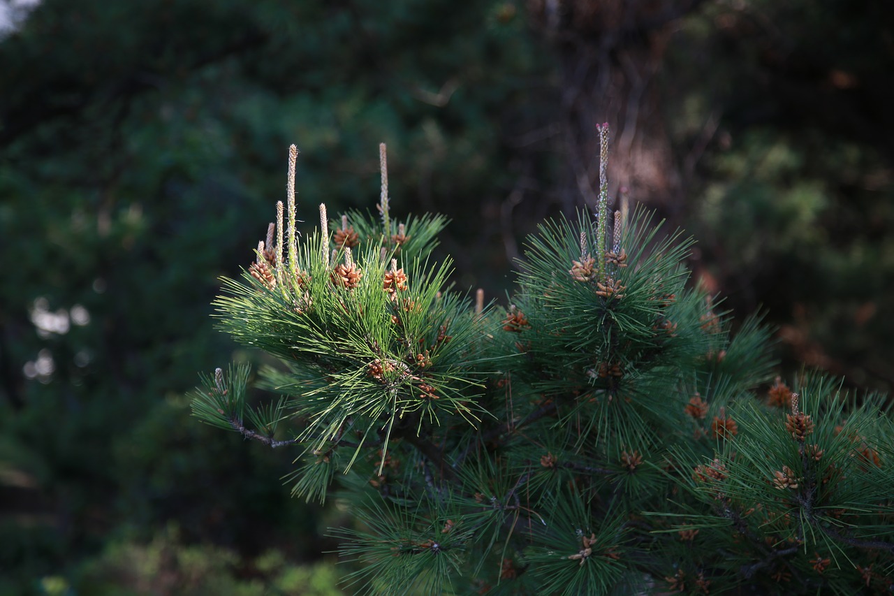 pine needles  wood  nature free photo
