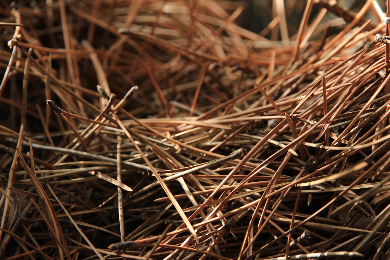 pine needles pine needles free photo