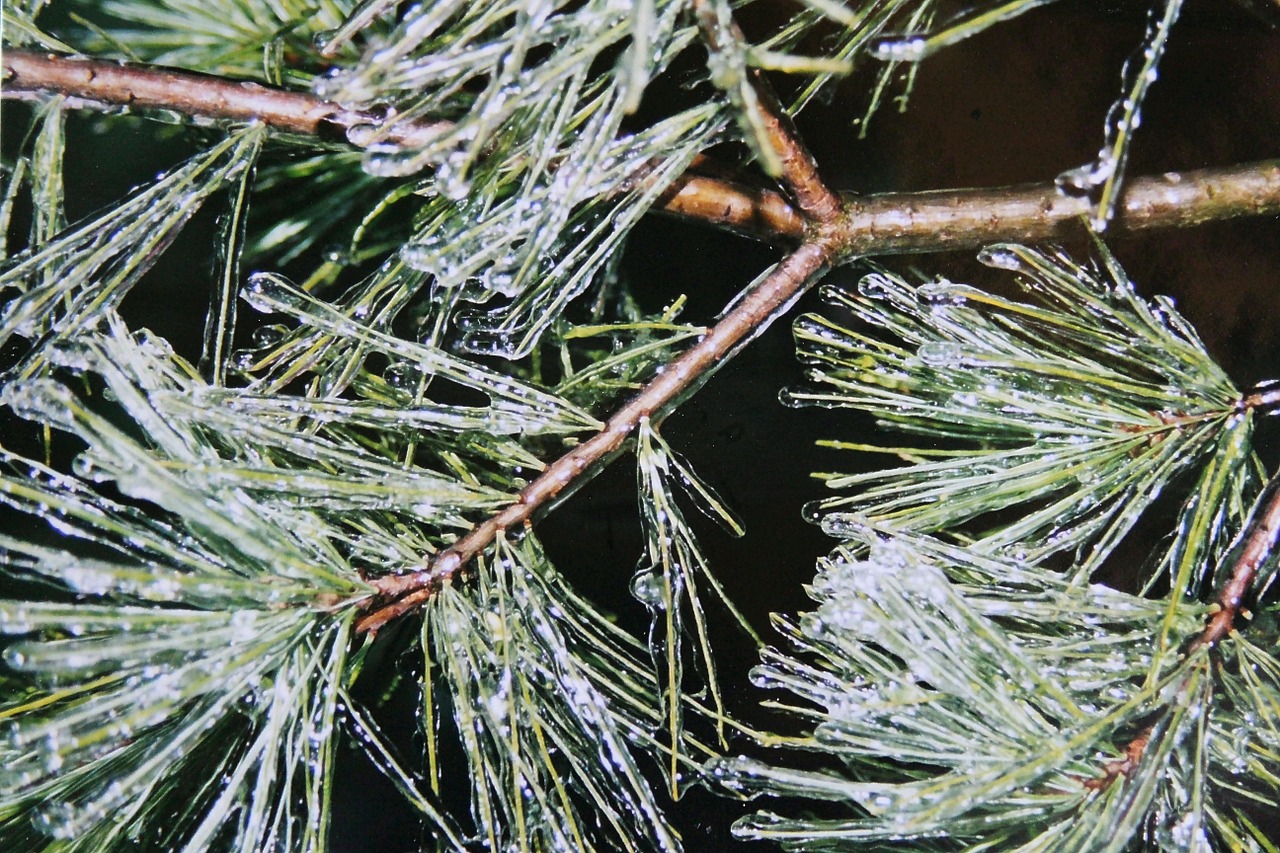 pine needles ice iced free photo