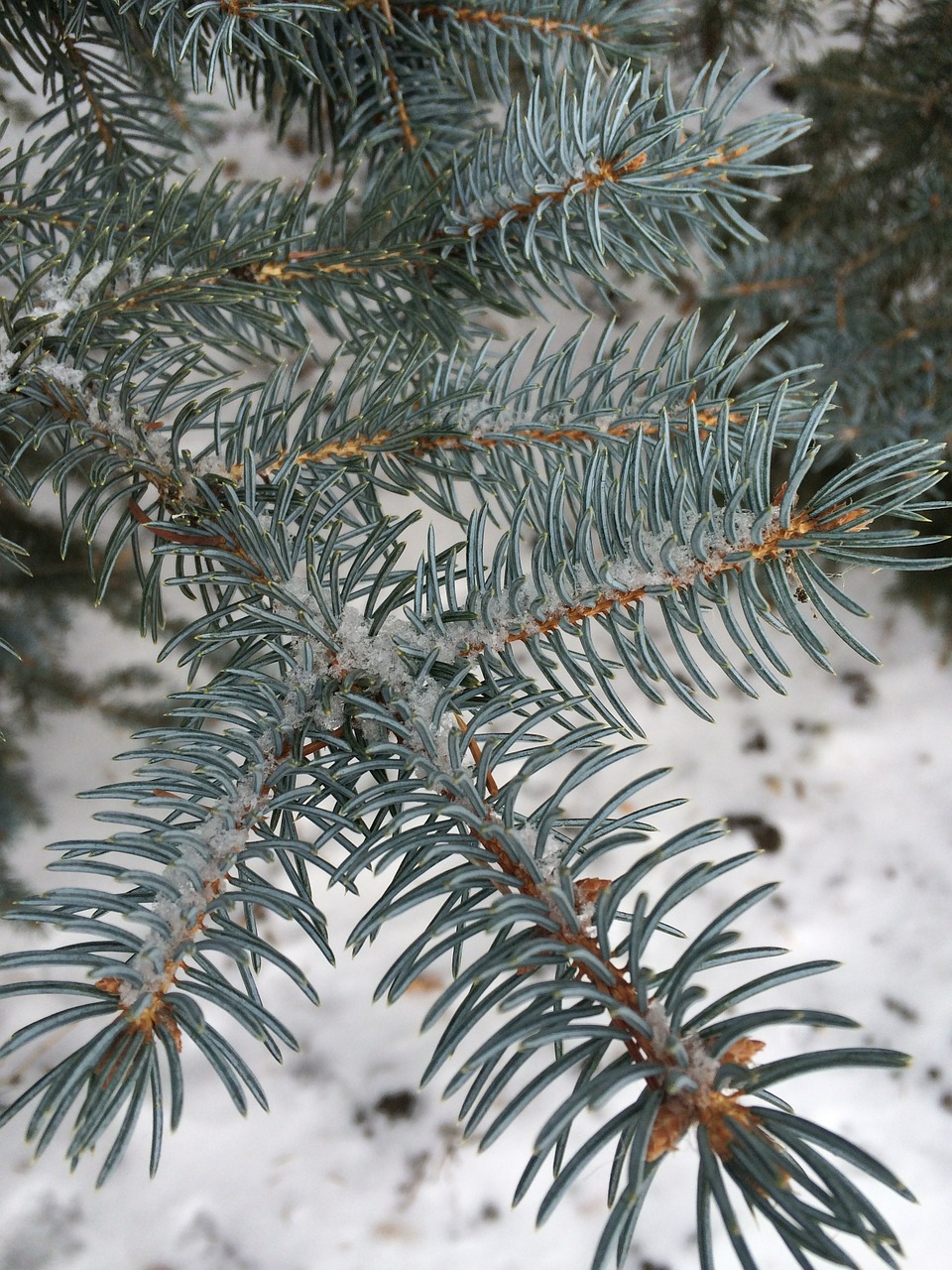 pine needles spruce pine free photo