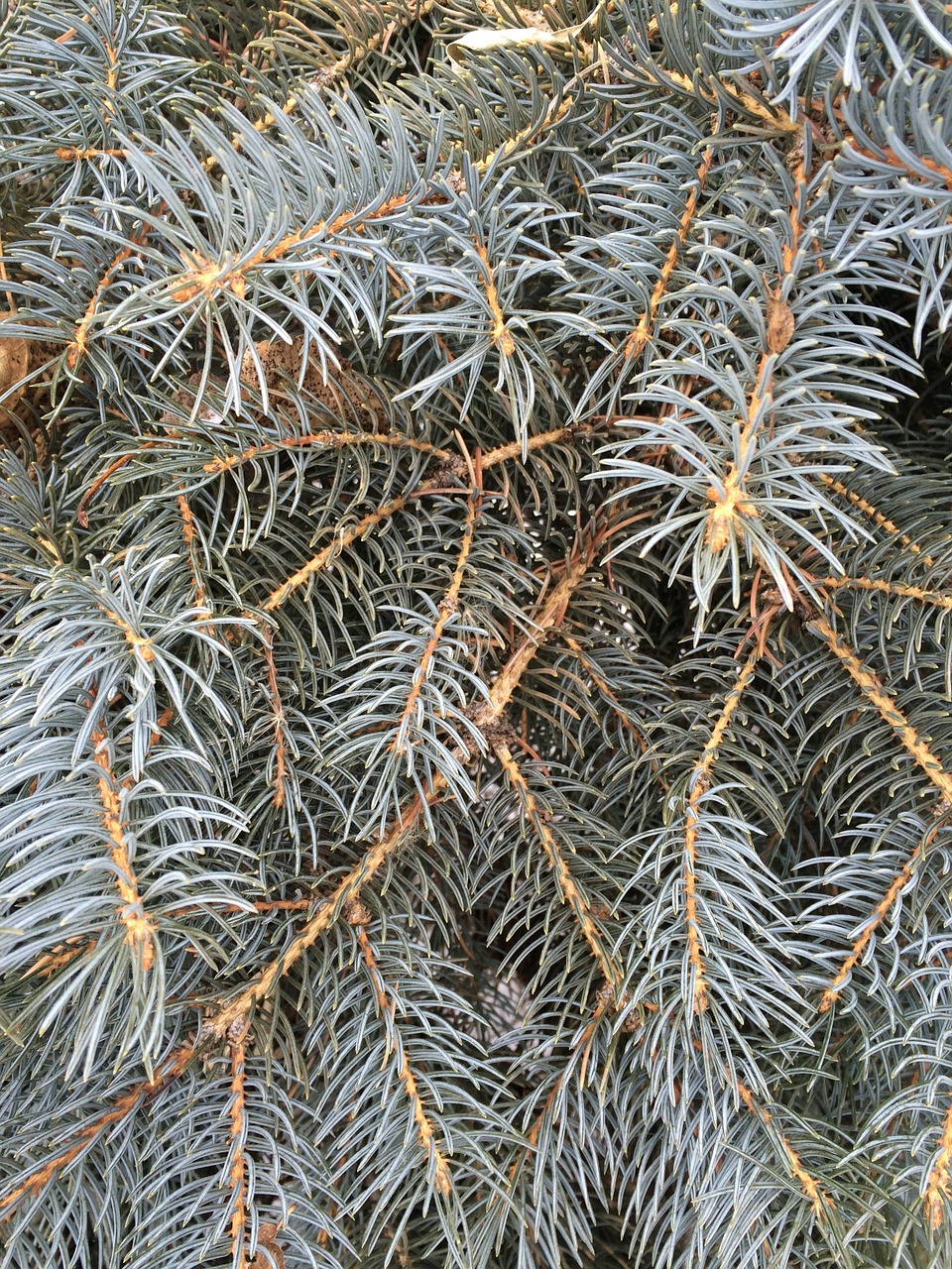 pine needles fir spruce free photo
