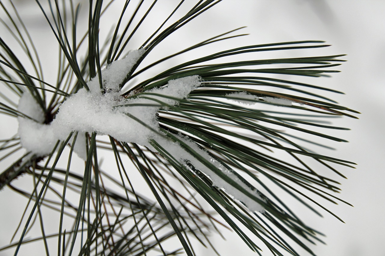 pine needles winter snow free photo