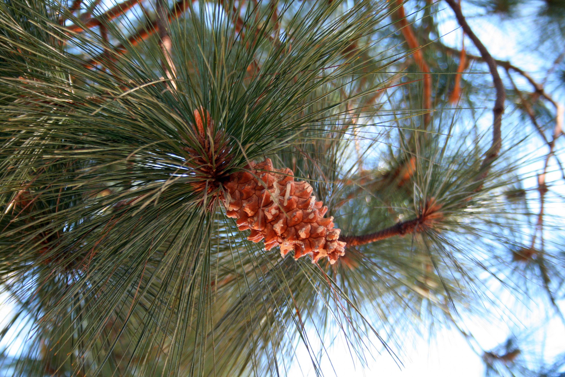 tree pine cluster free photo