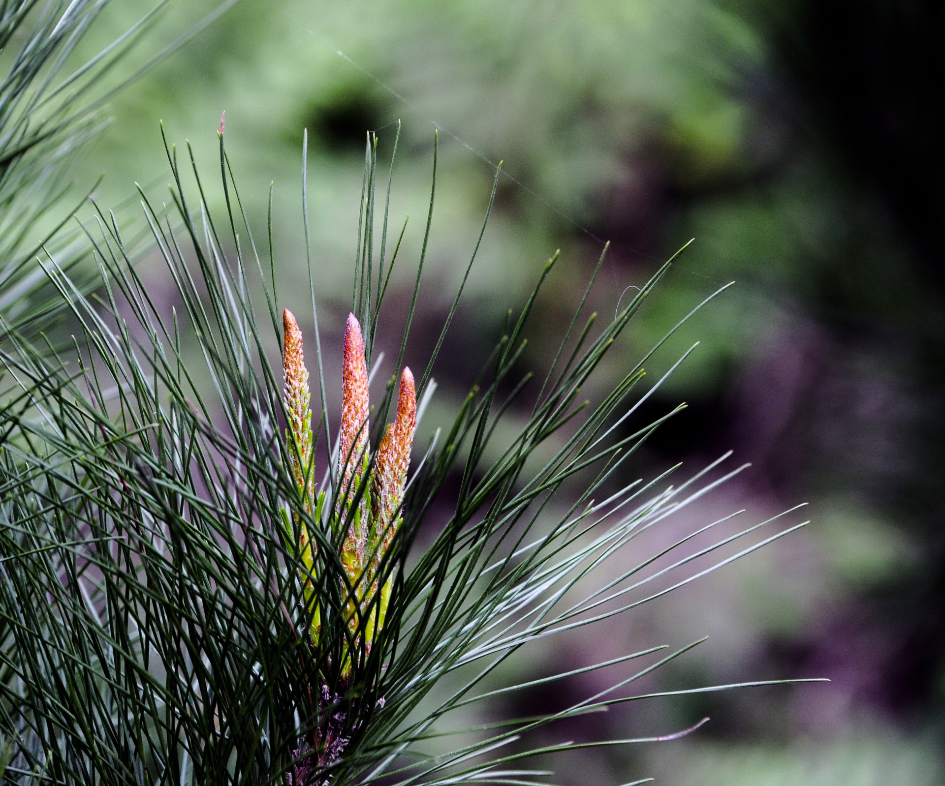 background plant pine needles free photo
