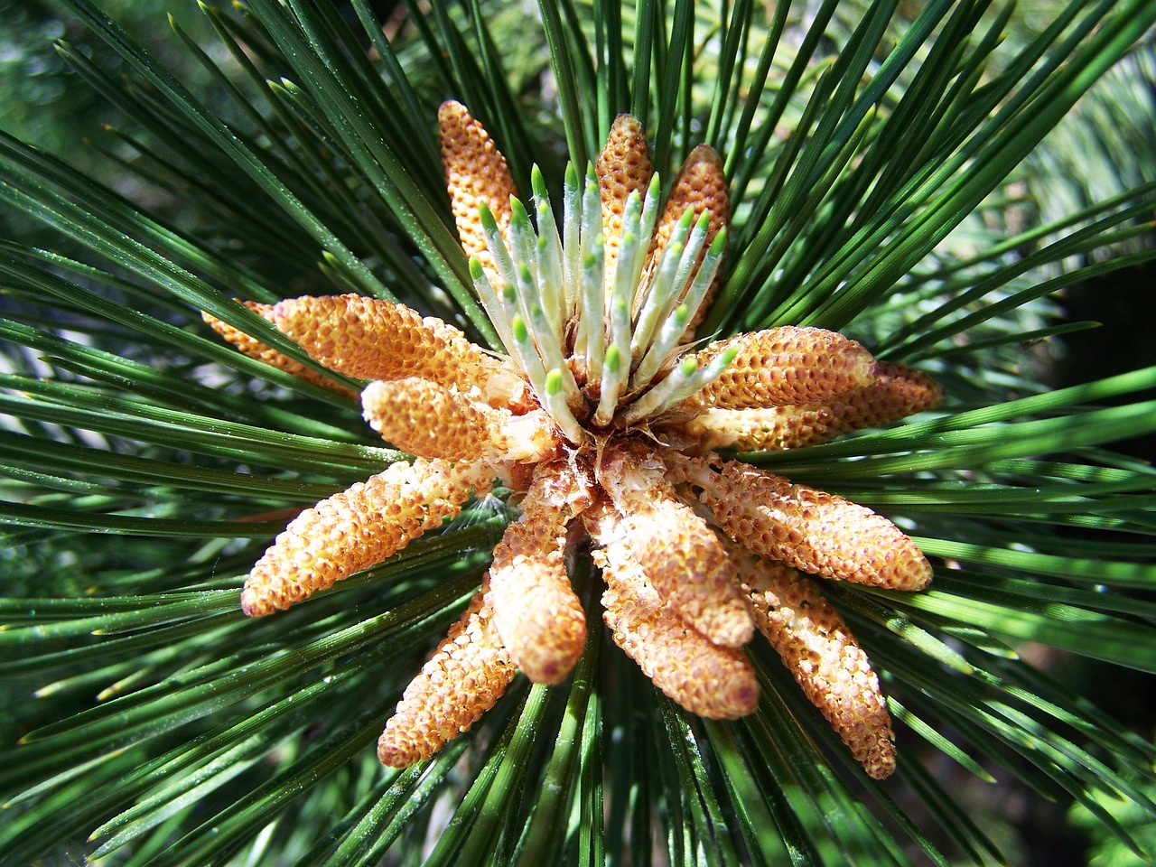 pine shoots spring nature free photo