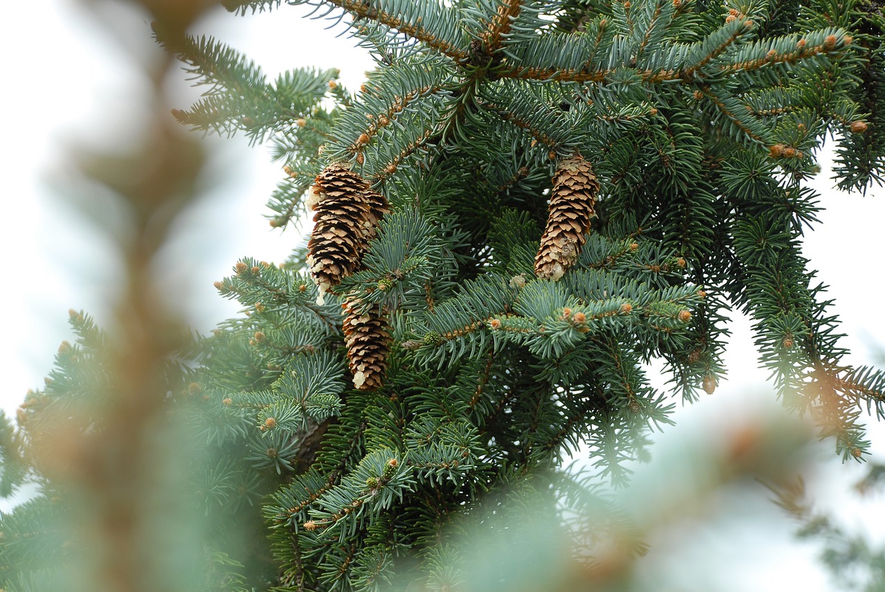 pine tree pine cones pine needles free photo