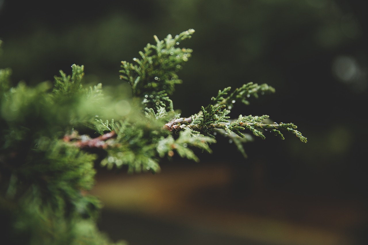 pine tree macro green free photo