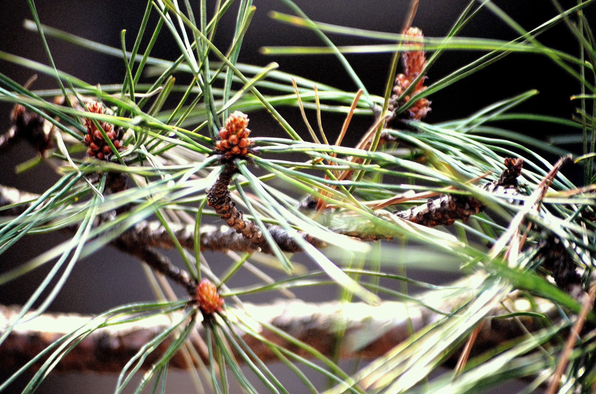 tree pine needles free photo