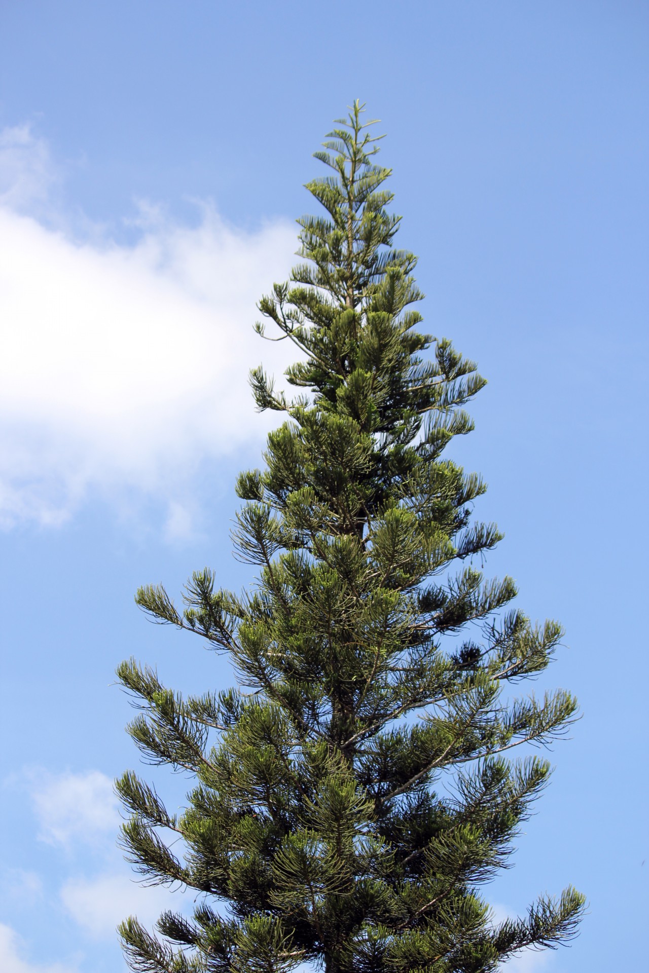 pine tree tree tall tree free photo