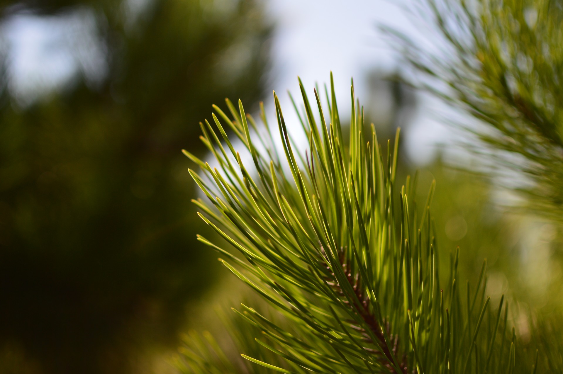 pine tree pine tree free photo