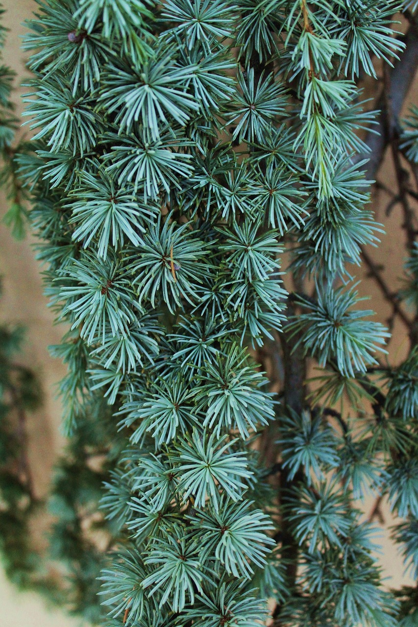pine tree weeping tree green free photo