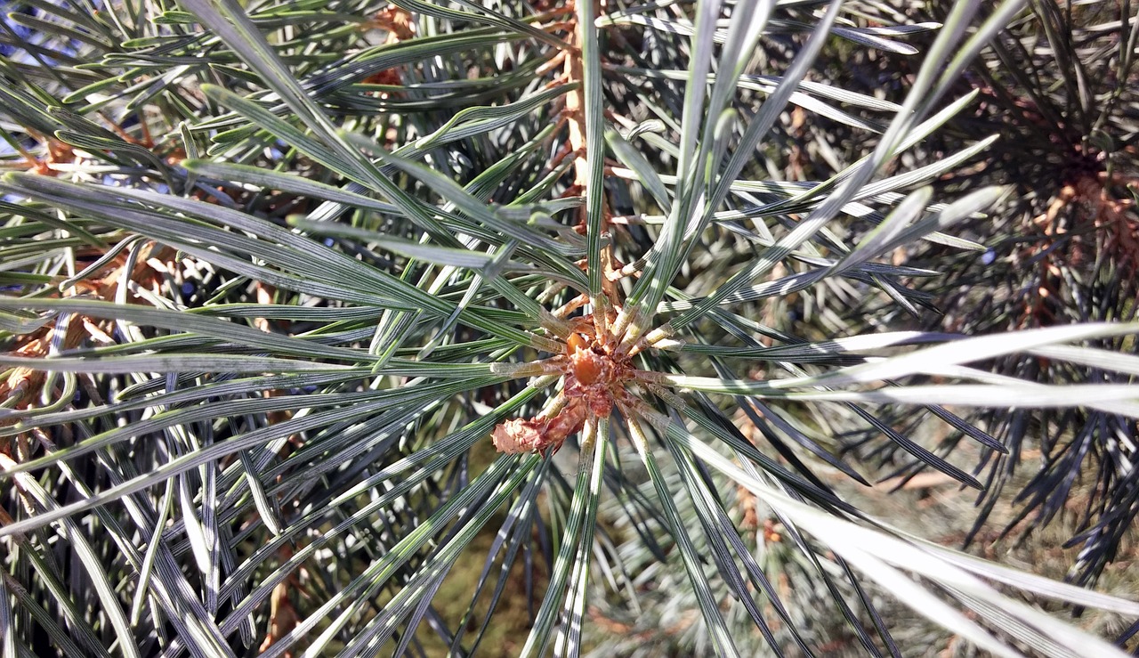 pine tree tree needles free photo