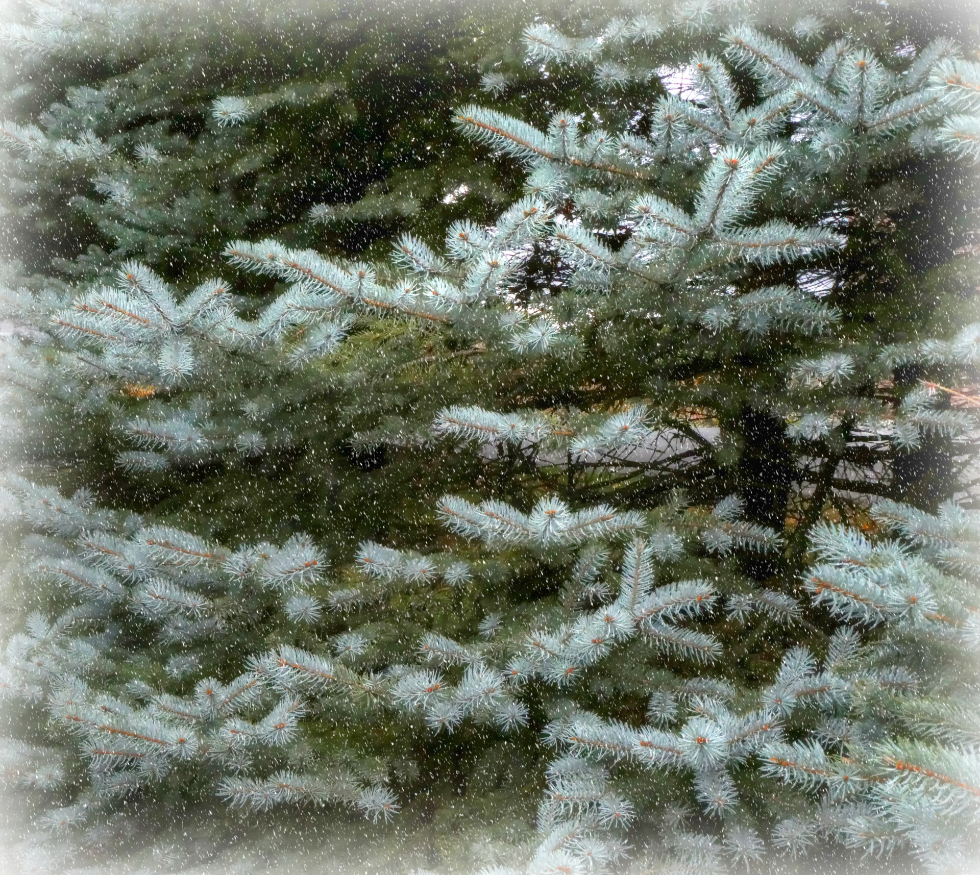 pine tree christmas tree tree free photo