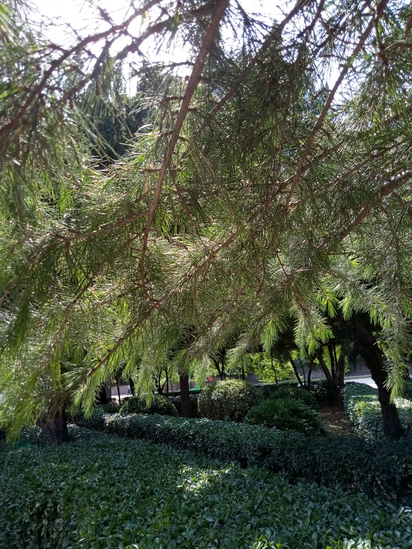 pine tree shade quiet free photo