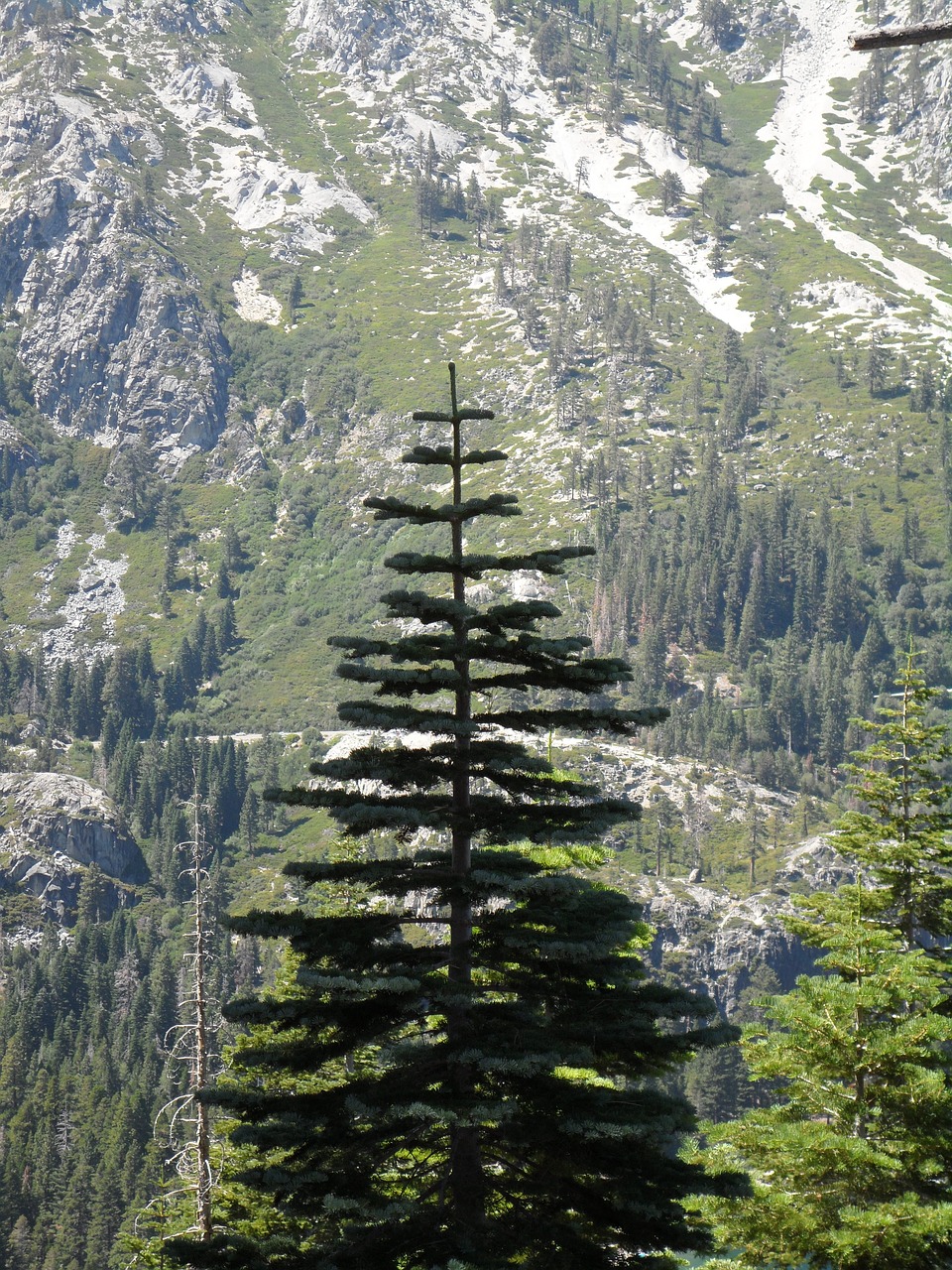 pine tree tree pine free photo