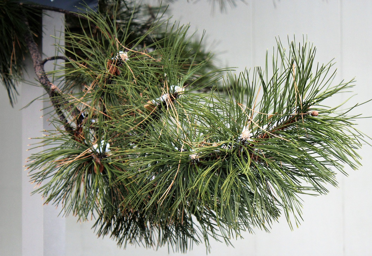 pine tree pine branch pine needles free photo