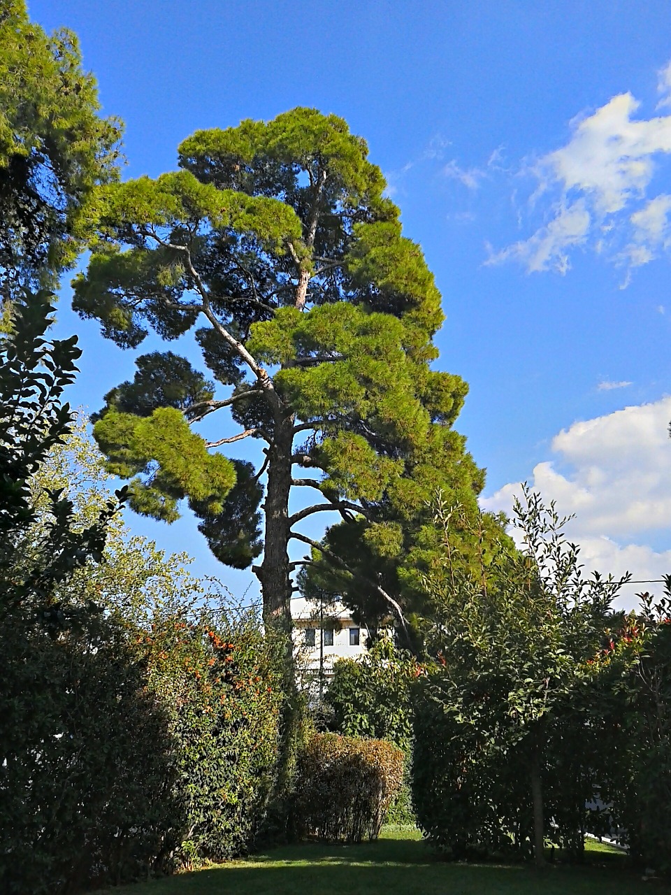 pine tree trees tall trees free photo