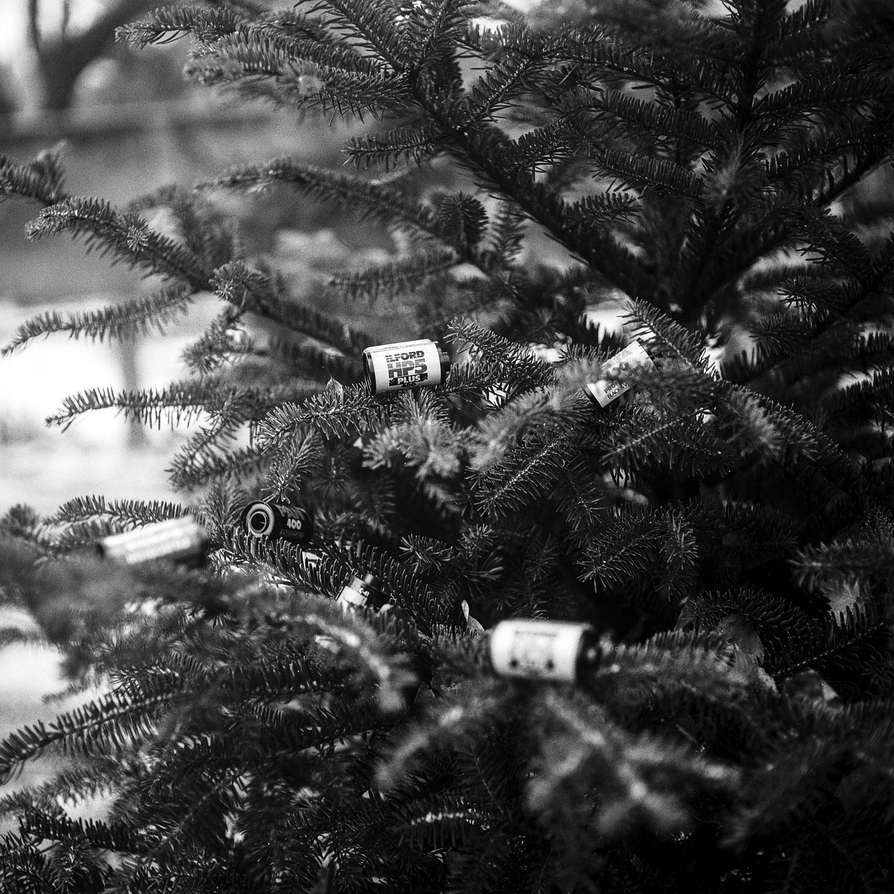 pine tree film canisters tree free photo