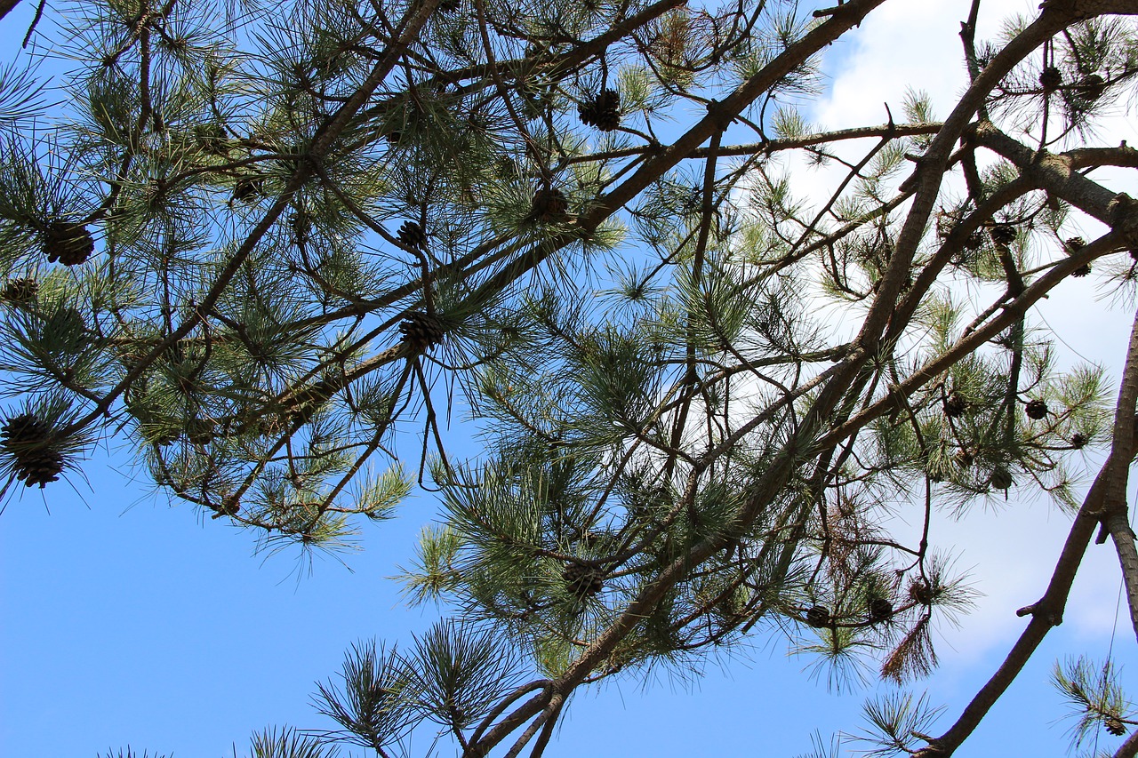 pine tree echinacea blue sky free photo