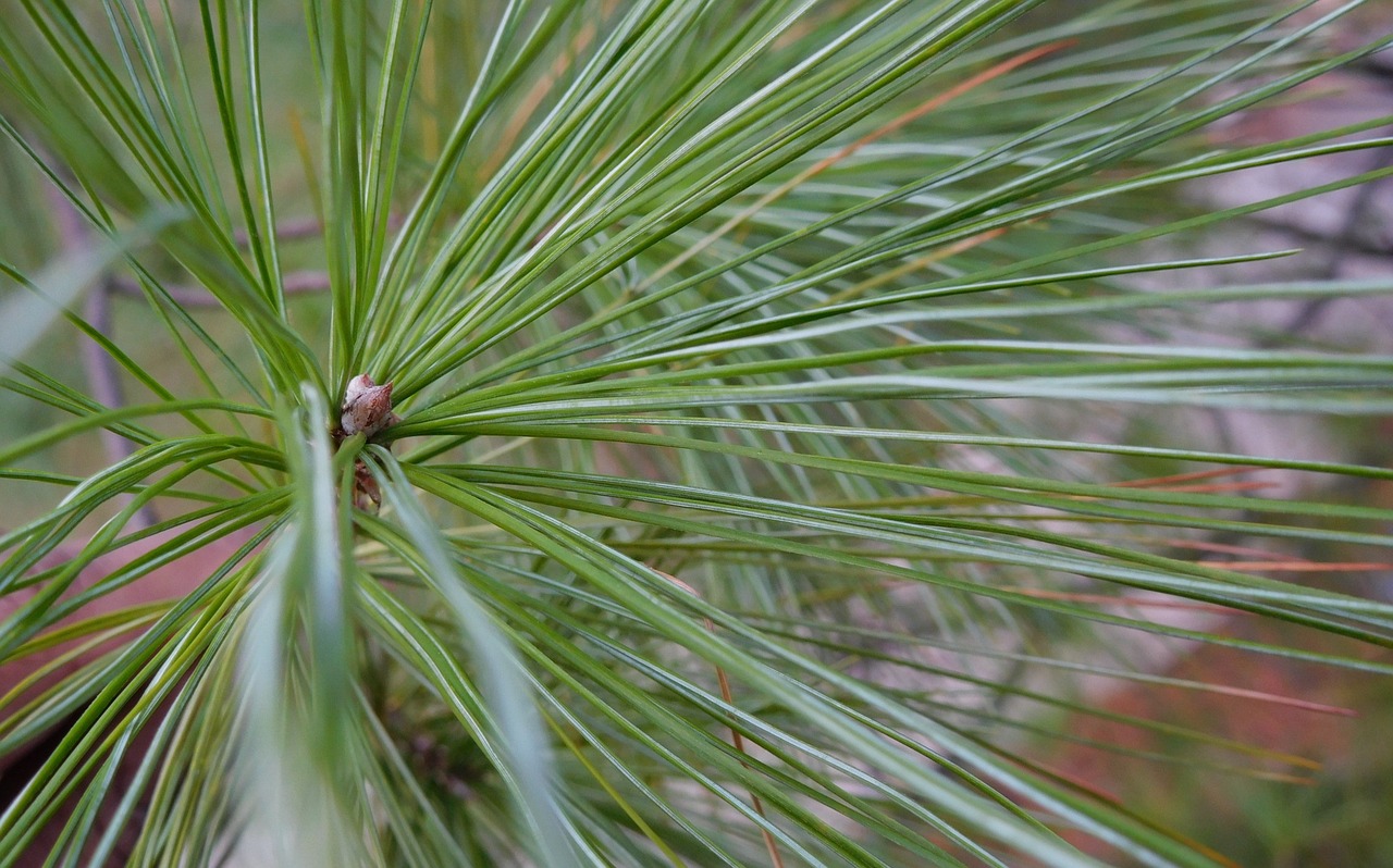 pine tree needle leaves pine free photo