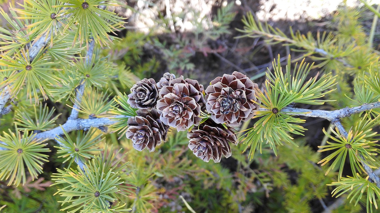 pine tree pine cone namdaemun free photo