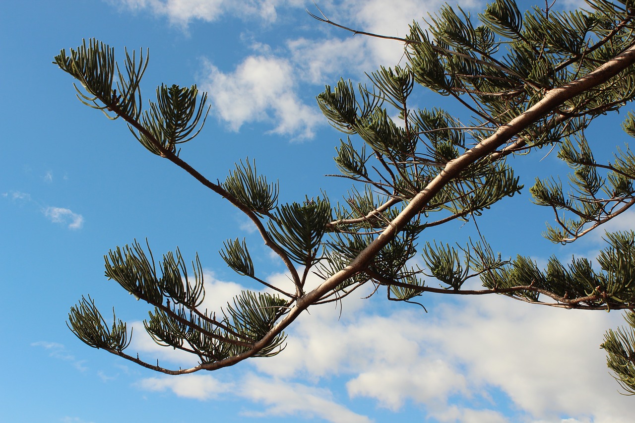 pine tree sky pine free photo