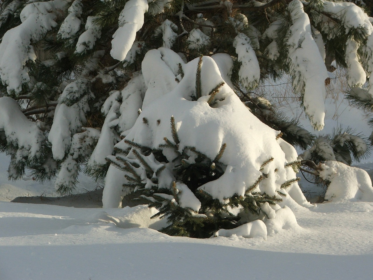 pine tree winter tree free photo