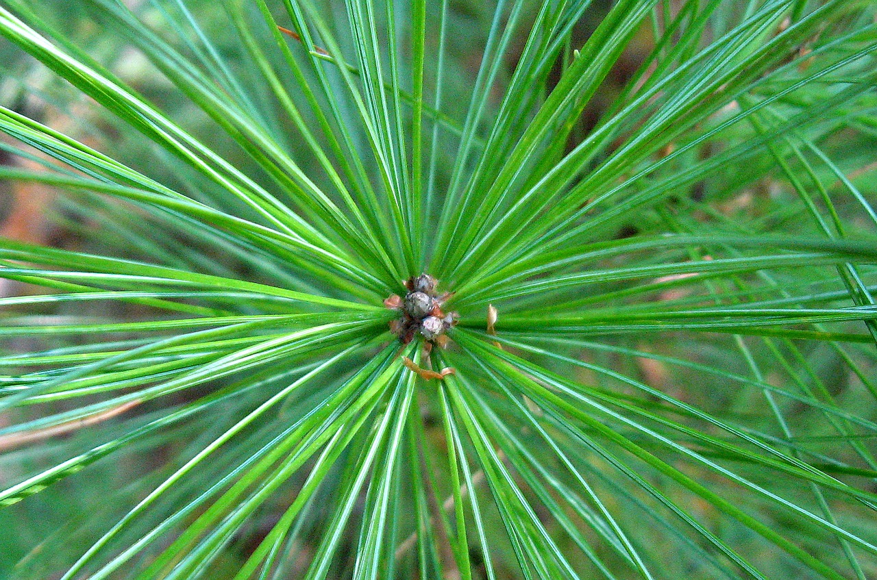 pine tree pine needles pine free photo