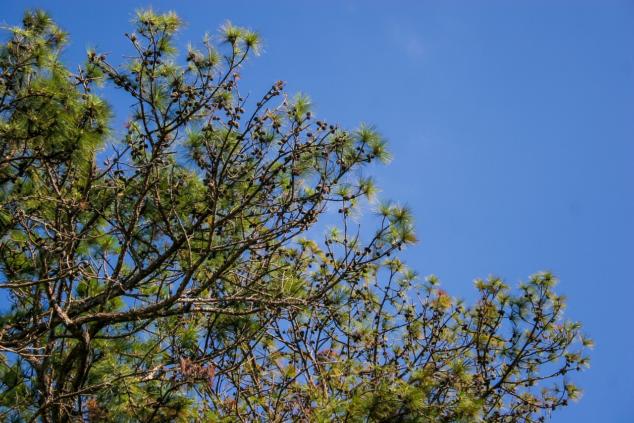 pine tree pine branch pine free photo