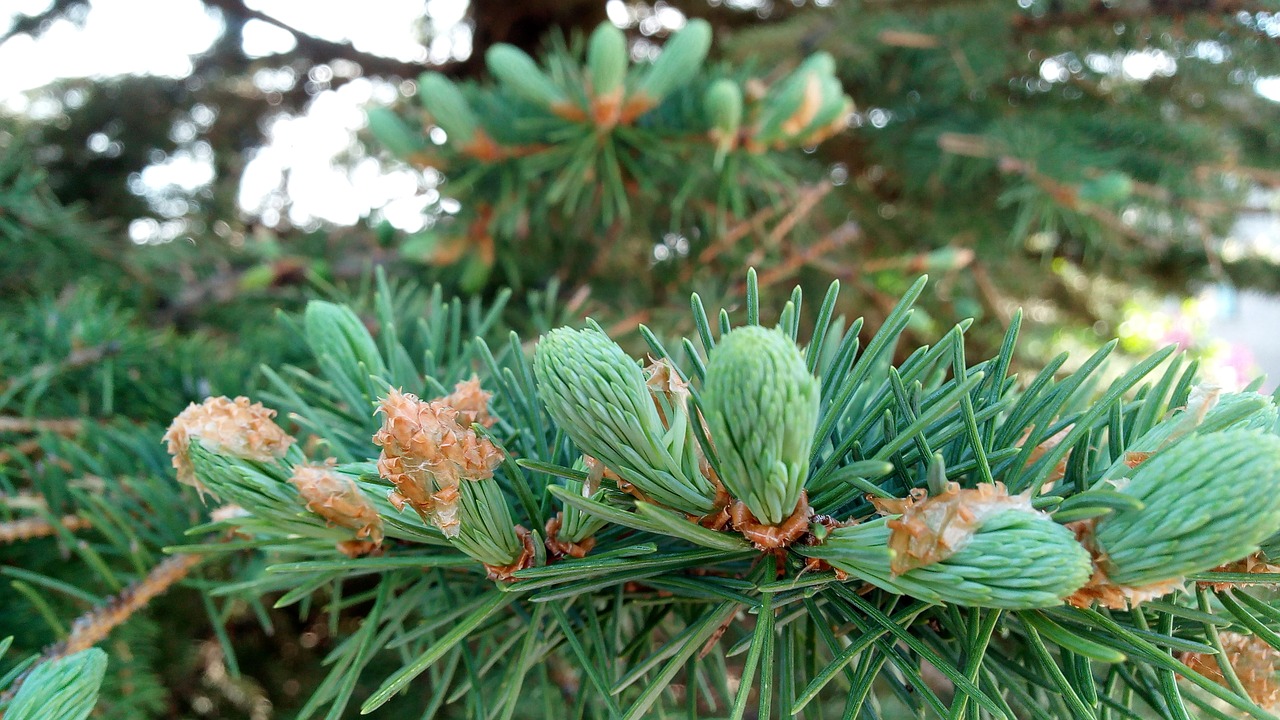 pine tree  seed  forest free photo
