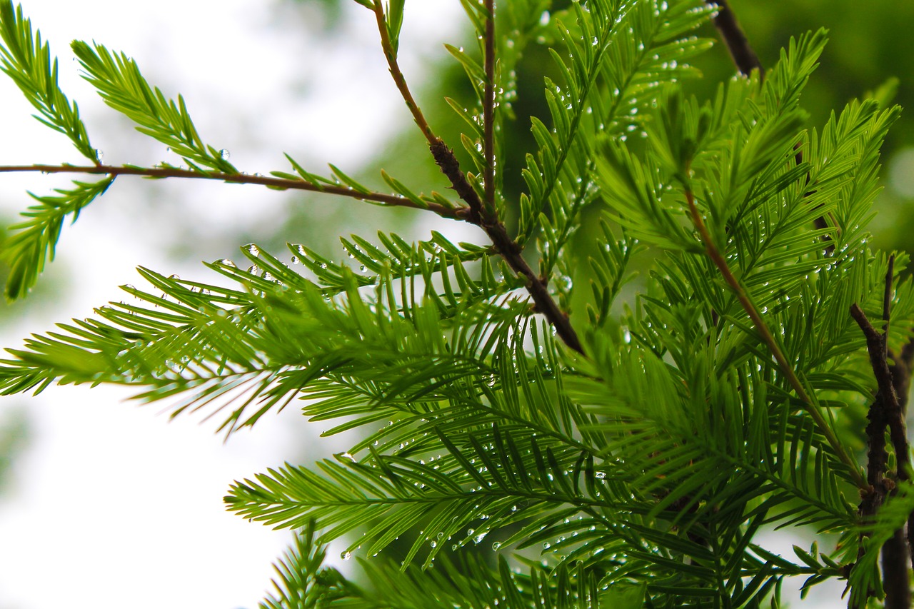 pine tree  rain  branch free photo