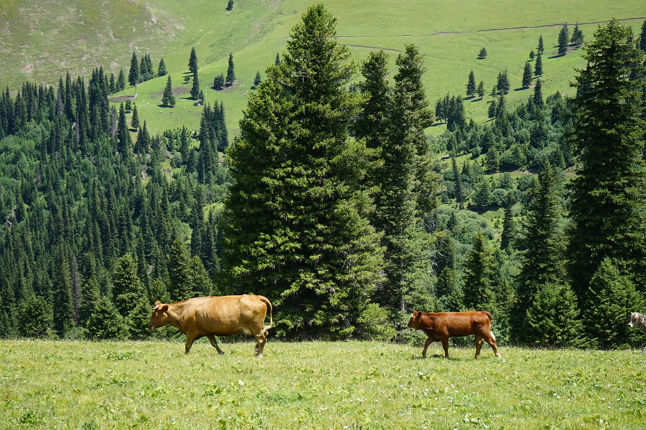 pine tree  cow  grassland free photo