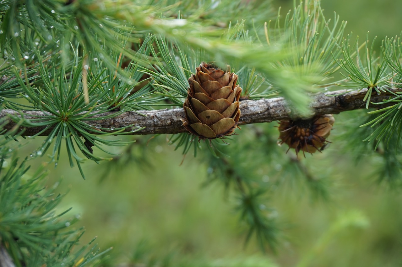 pine tree  green  dew free photo