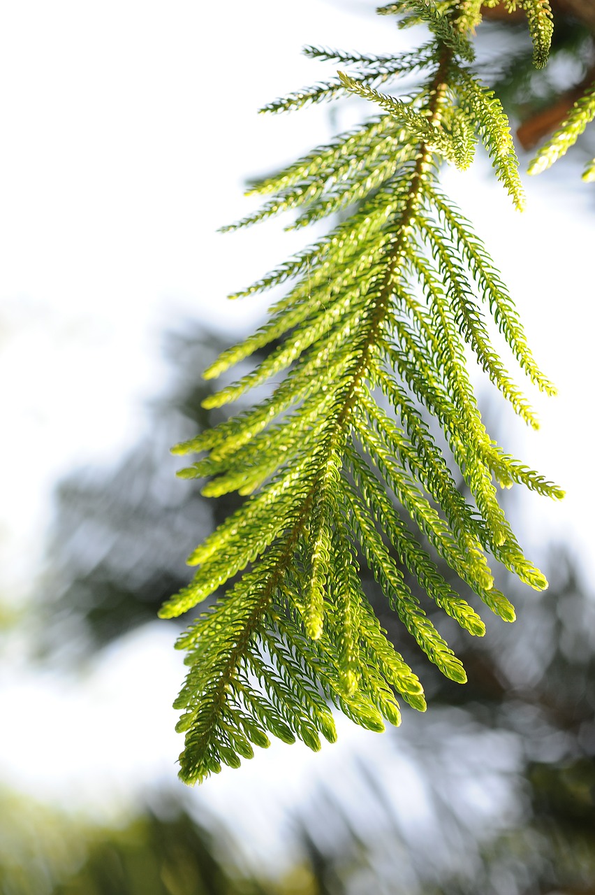 pine tree  the leaves  sunshine free photo