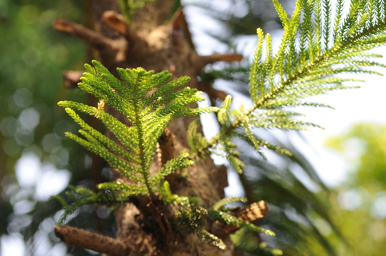 pine tree  the leaves  sunshine free photo