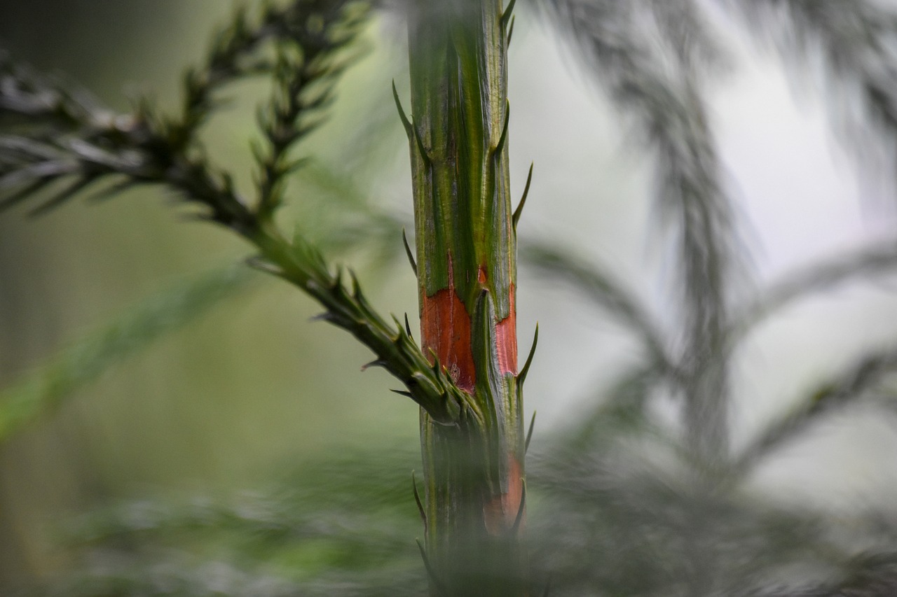 pine tree  green plants  green branch free photo