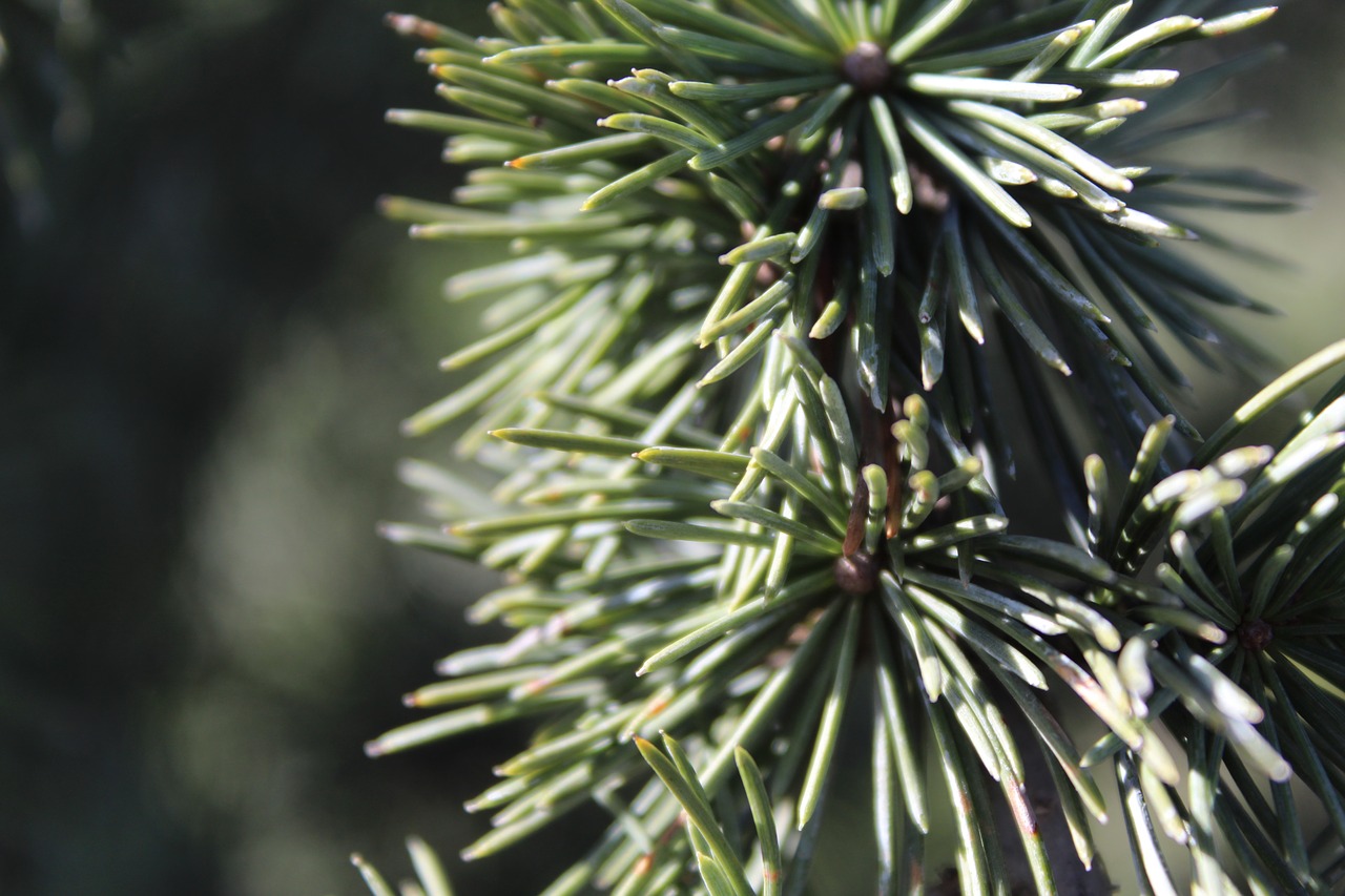 pine tree  macro  nature free photo