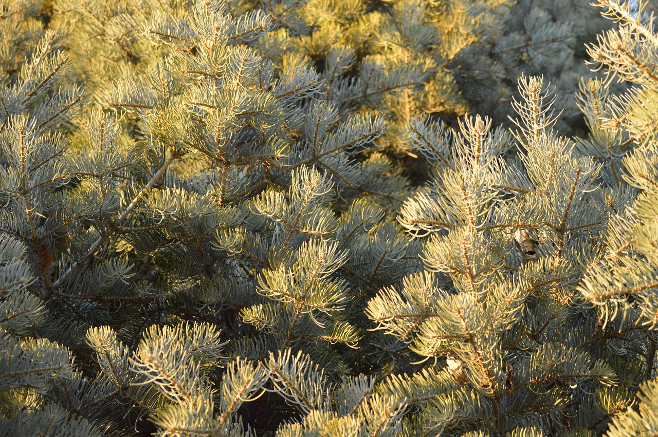 pine tree branches needles free photo