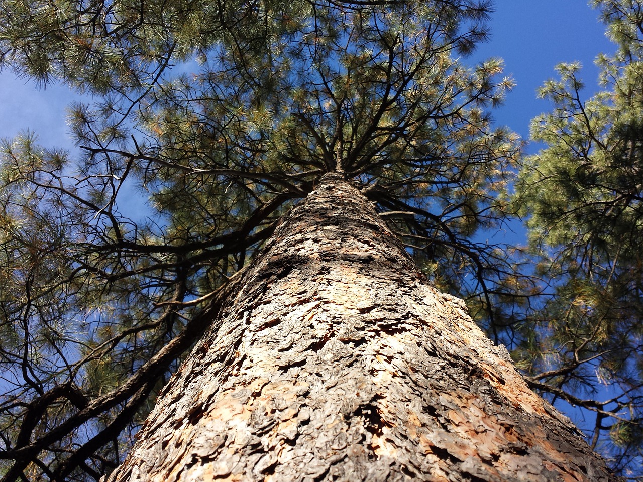 pine tree ponderosa pine tree free photo