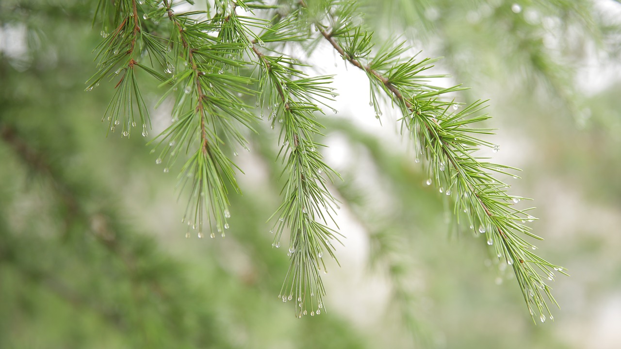 pine tree conifer dew free photo