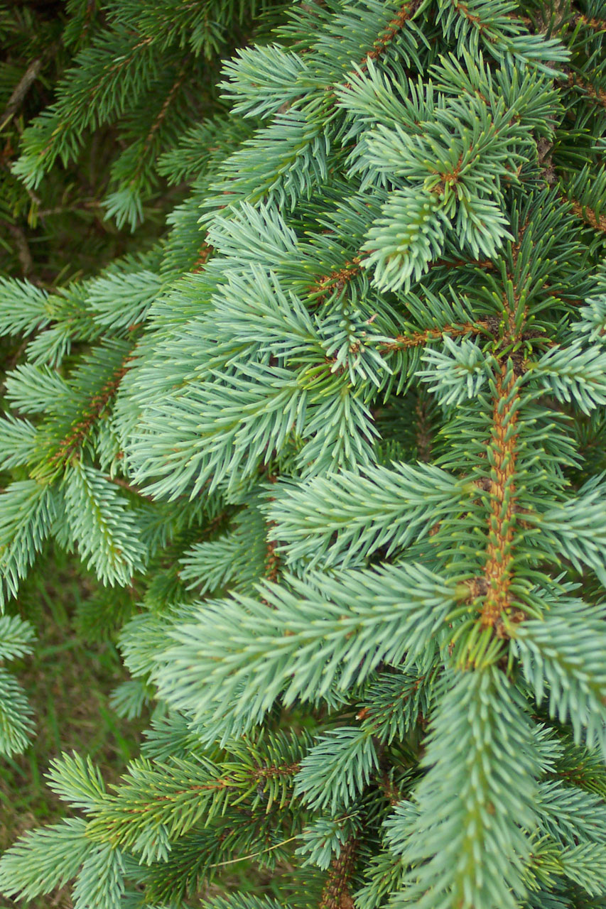 pine tree needles free photo