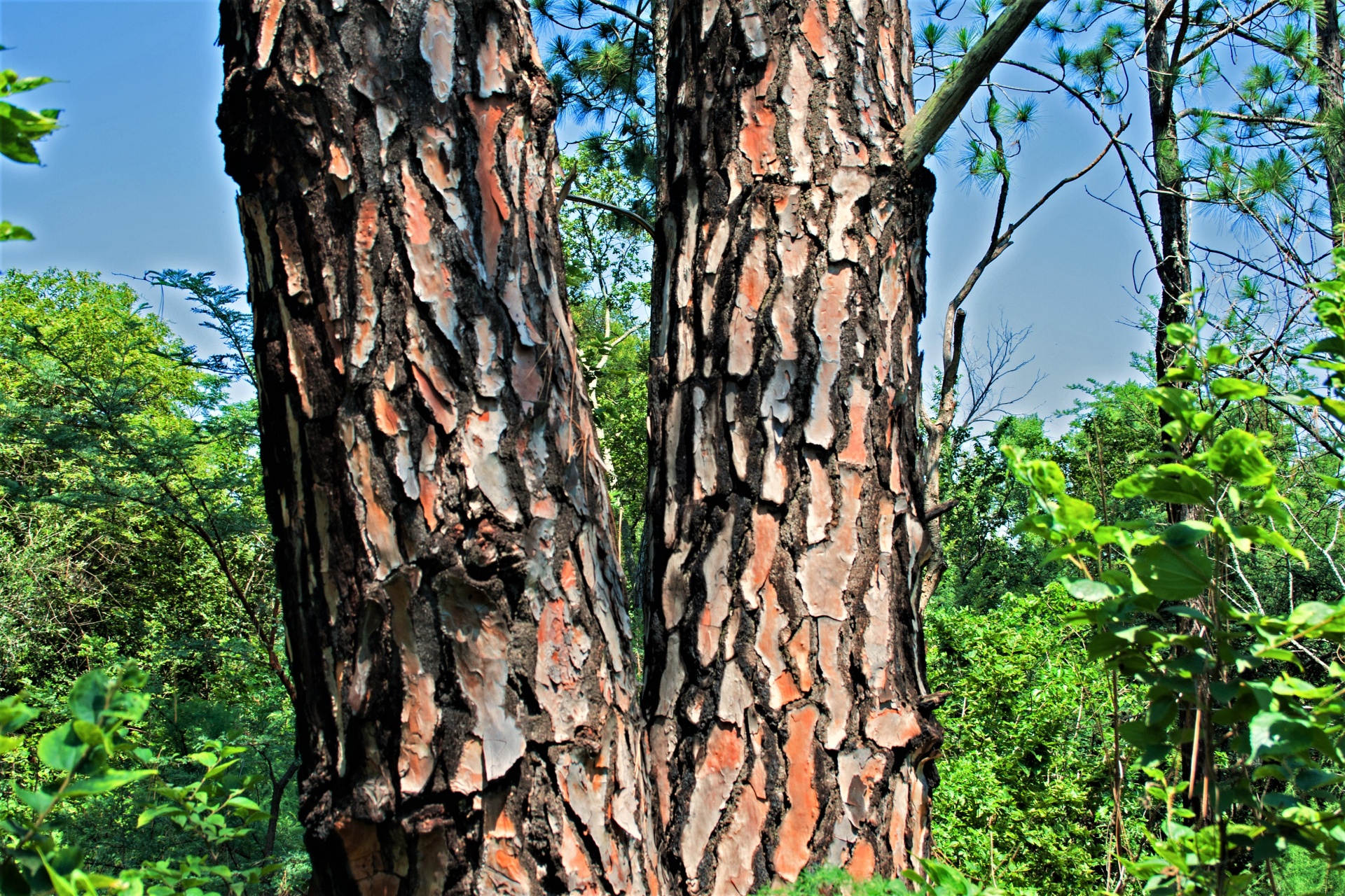 tree trunks stems free photo