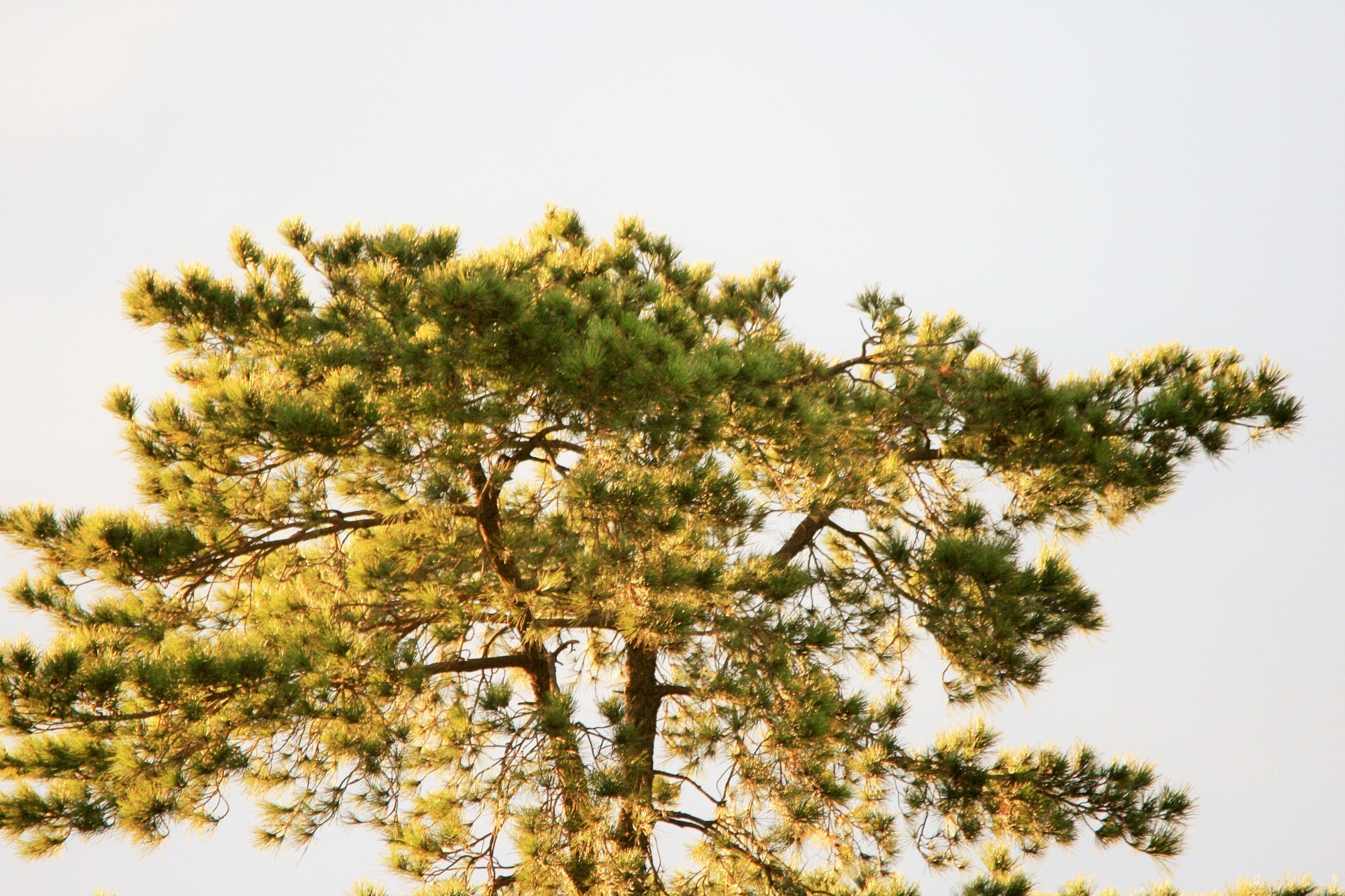 tree pine needles free photo